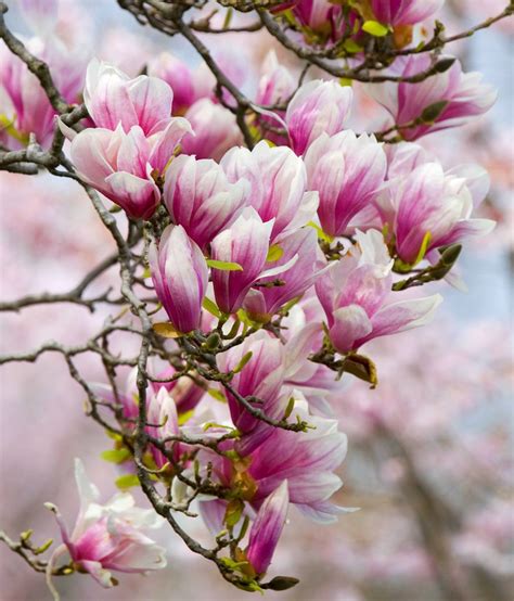 Magnolia .